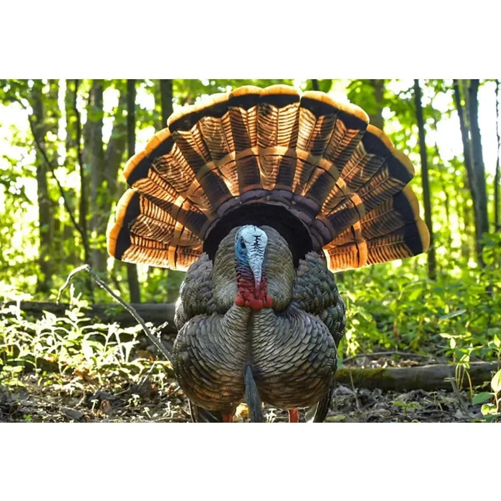 Practice Hunting Decoy Turkey